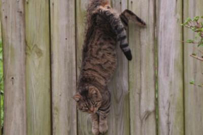 Hanging Cat