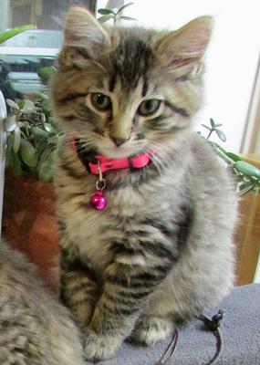 Kittytwo