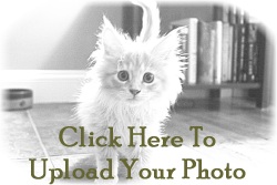 maine coon cat pictures