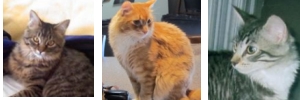 maine coon rescue stories
