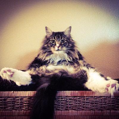 Max the Maine Coon