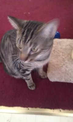 Maybe Maine Coon Mix