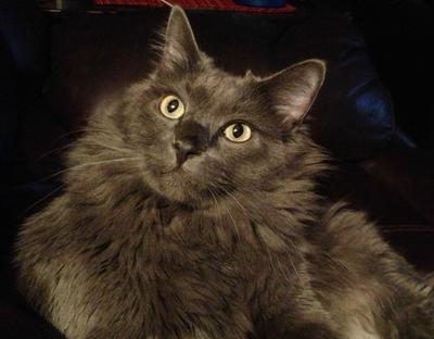 BaLoo