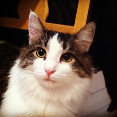 Nala