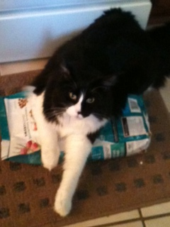 O'Malley