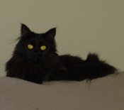Alice black-smoke-maine-coon