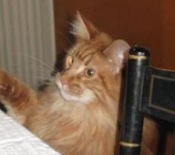 Bert red maine coon cat