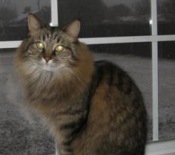 Dido female maine coon cat