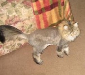 Jazzy maine coon cat with lion cut