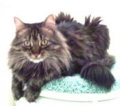 Nippy Nu classic maine coon cat