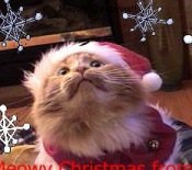 Rudy red classic tabby maine coon cat