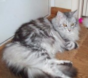 Sasha beautiful silver maine coon cat