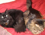 Dante and Tara two maine coon cats