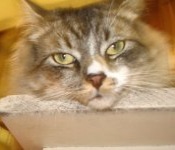 Fuzzy maine coon cat