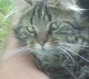 maine coon mix cat