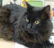 Midnight black maine coon cat