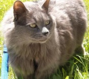 Shadow smokey colored maine coon mix cat