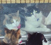 The Twins two maine coon mix cats