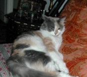Wolverina pretty female maine coon cat