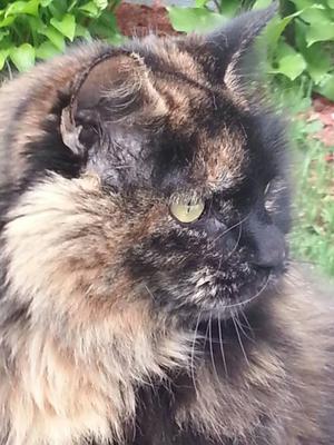 Pozi