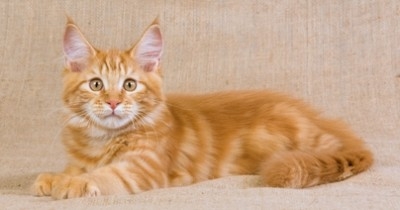 Kitten kitten