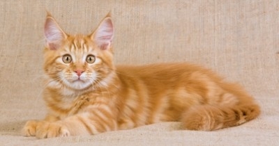 Adopt a Maine Coon - Ready, Set, Go!