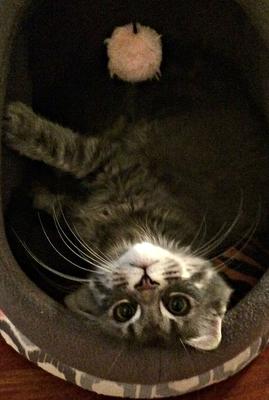 Winston