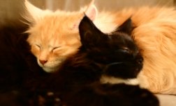 Alice & Leo