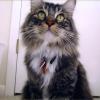 Rufus