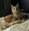 Judah