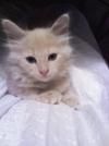 Miss Kitty