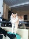 Gaspard