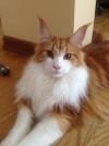 Harvey