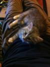 Miss Charlie