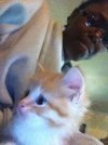 Sylvester