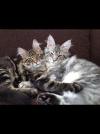 Tom and Jerry