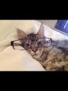 Tom and Jerry