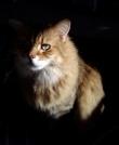 Taz