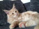Aslan