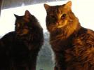 Mooky & Zulio