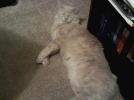 Miss Kitty