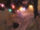 Horatio