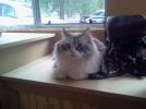Emmie Lou