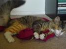 Miss Kitty