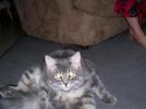Nicole's Cat