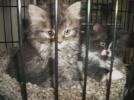 Kittens