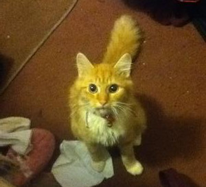Sylvester