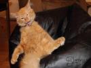 Tigger
