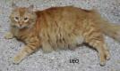 Leo