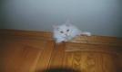 Meeko